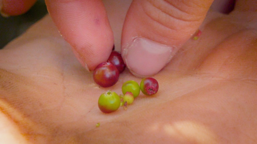 fingers select a ripe huckleberry from a dirty palm