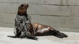 A seal entangled in ocean debris.