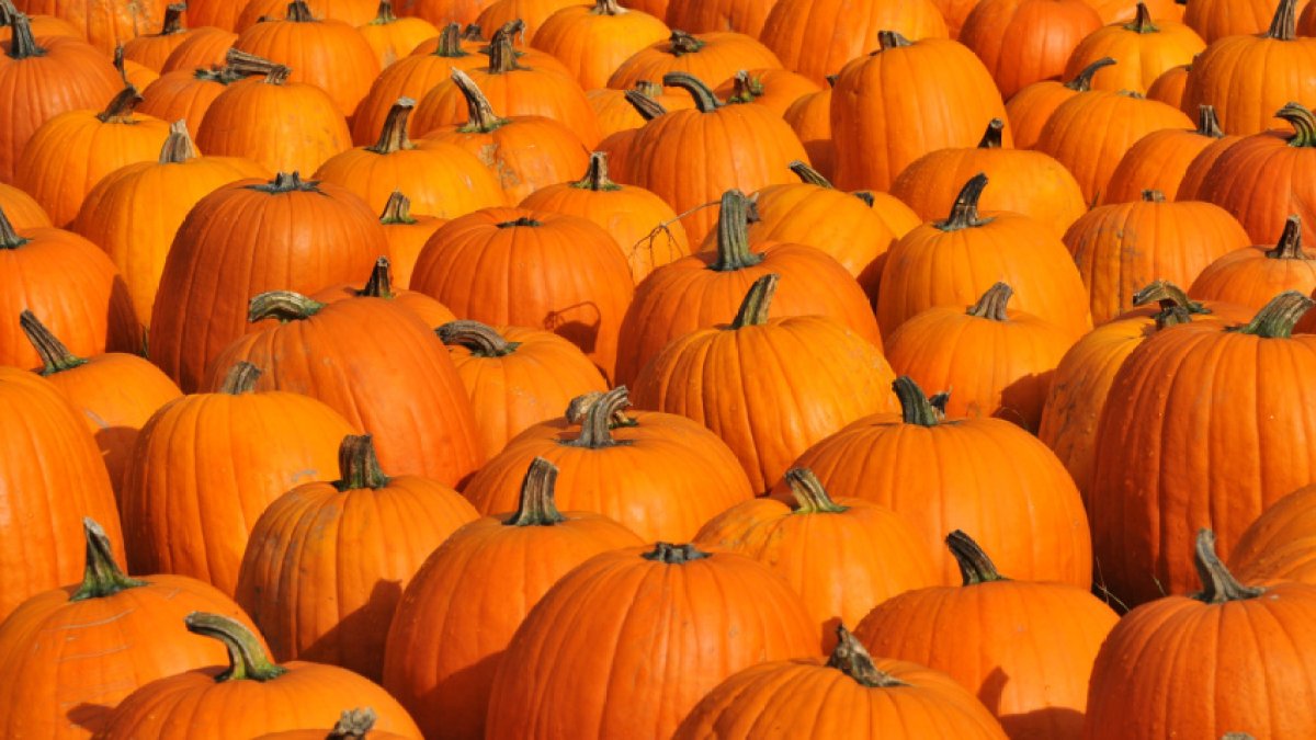 11 National Pumpkin Day deals that'll make you say 'oh my gourd' – NBC Bay Area - Vimarsana News