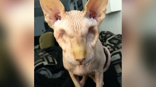 Jasper the hairless cat lost his eyes after a medical condition, according to his owner.