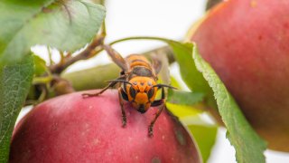 a live Asian giant hornet with a tracking device affixed to it sits on an apple in a tree where it was placed