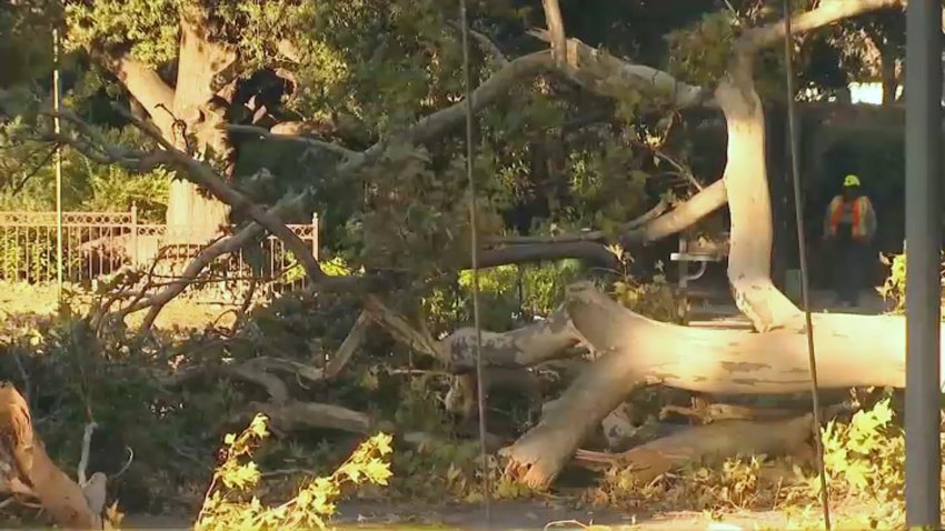 Downed trees and lines in Fremont.