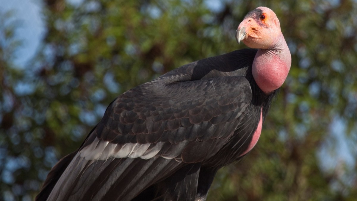 There’s a Way to Watch the Big Sur Condors Again – NBC Bay Area