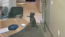 Raccoons inside a bank in Redwood City.