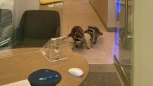 Raccoons inside a bank in Redwood City.