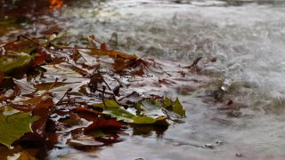 Heavy Rain and Leaves