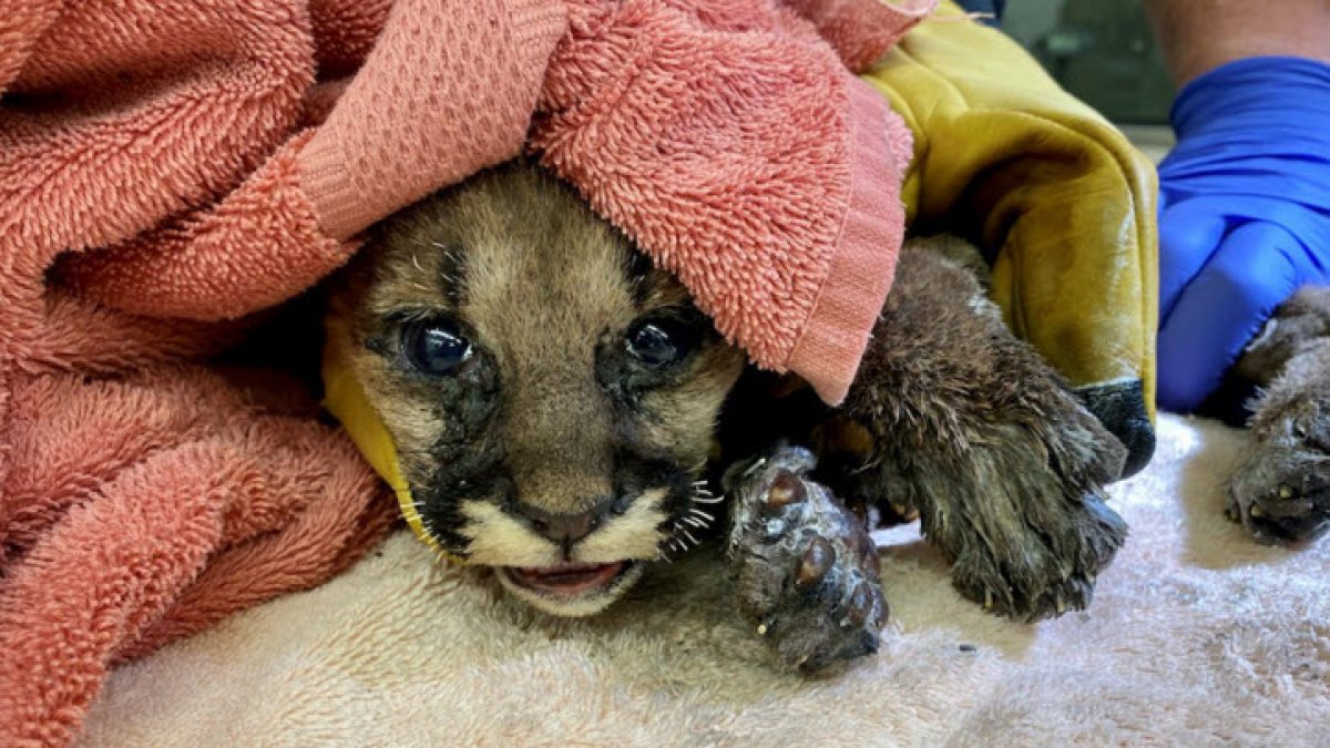 Mountain Lion Cub Rescued From Wildfire, Taken to Oakland Zoo – NBC Bay ...