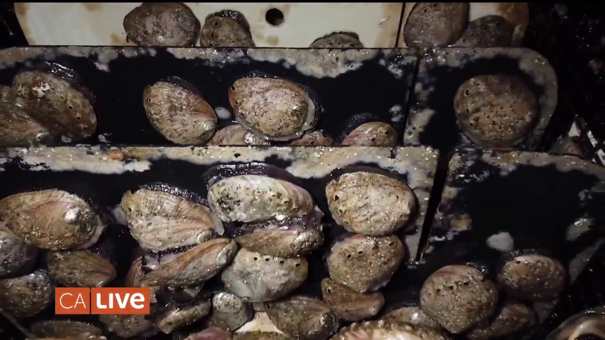 Discover the Hidden World of Abalone Farming NBC Bay Area