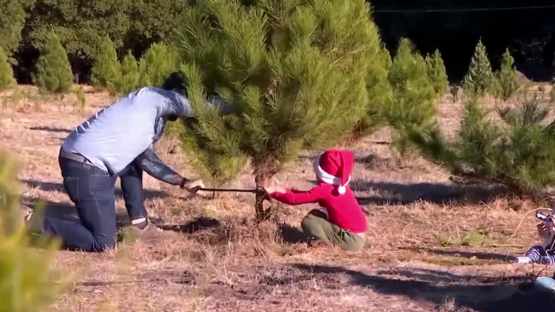 Christmas Tree Shopping During COVID 19 Pandemic