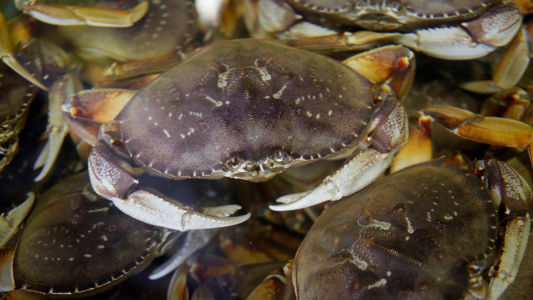After Some Delay, California to Open Dungeness Crab Season – NBC Bay Area