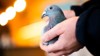 a two-year old female pigeon named New Kim