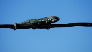A chameleon stuck on a power line in Daly City.