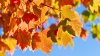 When is the first day of fall? The autumnal equinox, explained