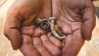 Psilocybin mushrooms being held by human hands. Dried hallucinogenic magic mushrooms in human hands.