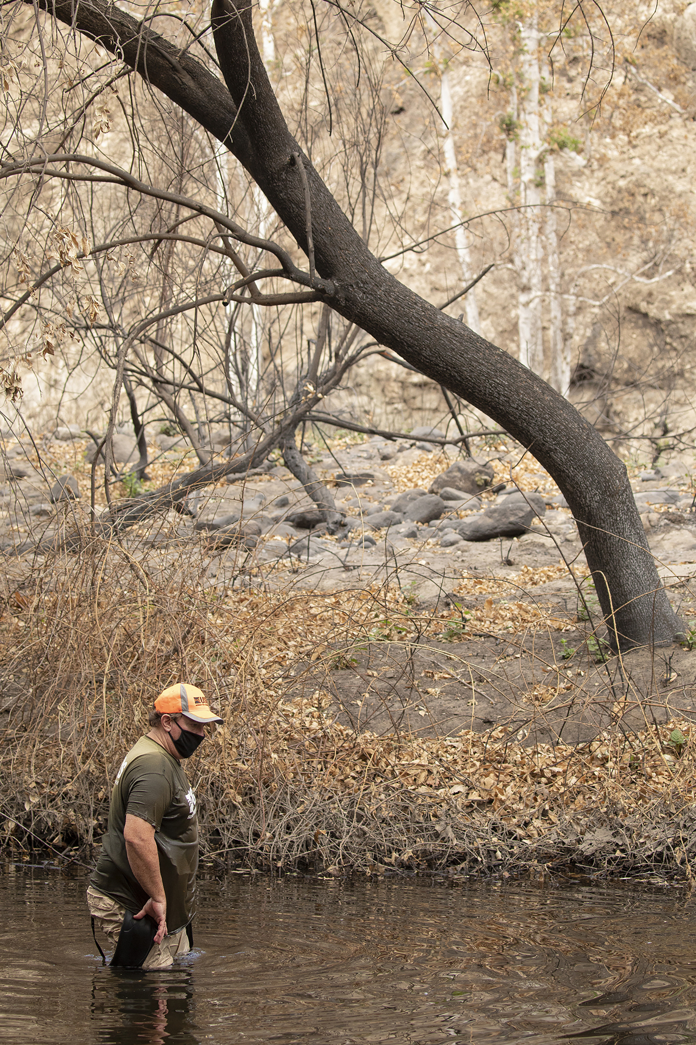 EMPTY_CAPTION"The area, which was devastated by the Bobcat Fire over the last two months, is at risk of mudslides and debris flows that could have an extremely negative impact on the aquatic habitat for the turtles."