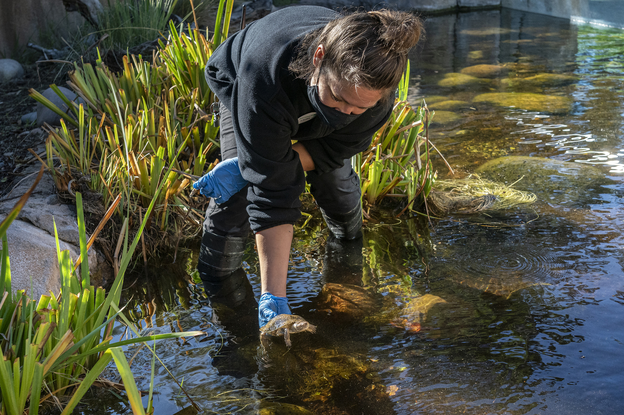 Want to know what the future holds for these important critters? Keep an eye on the San Diego Zoo Global social feeds for how the turtles are faring. And, most importantly, if and when they'll be able to return to their home in the San Gabriel Mountains.