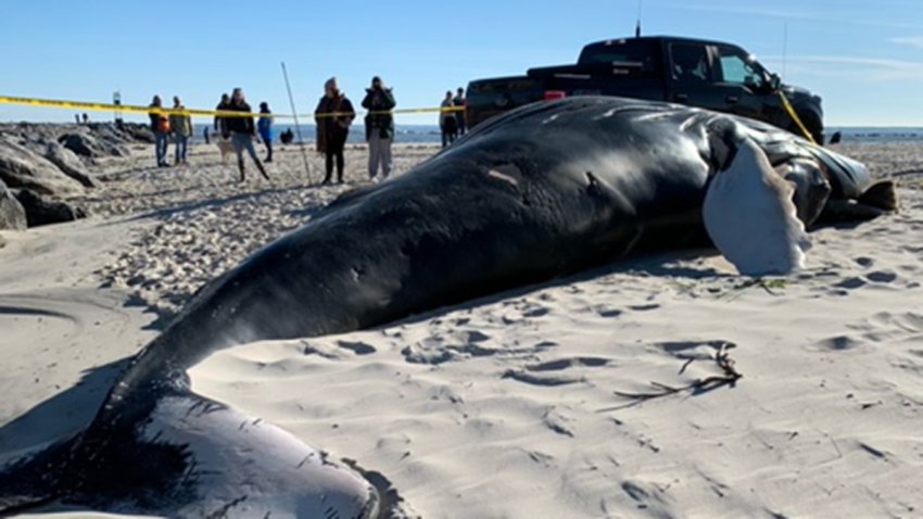 A large whale lies on a beach