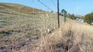 Dry grass in the East Bay.