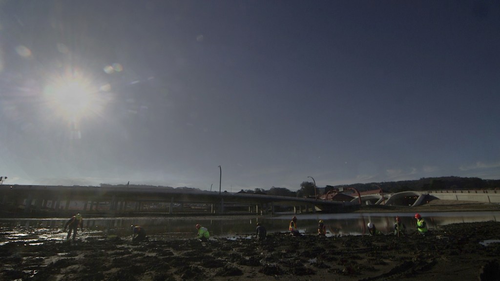 A Presidio crew is planting native plants around the newly restored saltwater swamp.