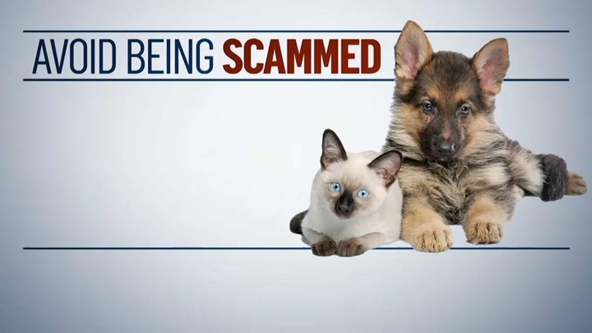 How to Avoid Being Scammed Buying a Dog or Cat - NBC Bay Area