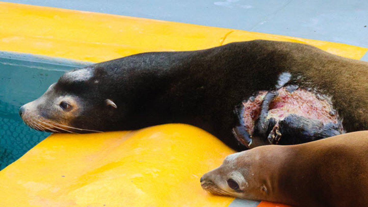 Rescued Sea Lion Returned to Ocean After Recovering from Shark Bite,  Poisoning – NBC Bay Area