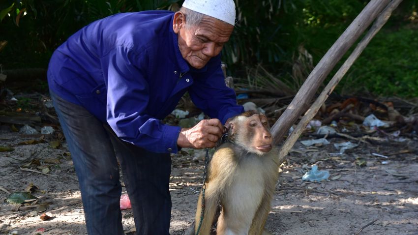 Target Drops Chaokoh Coconut Products Over Forced Monkey Labor ...