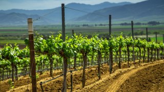 Tire tracks in the dirt between rows of vines at a winery in California, where the grapes are ripening in the sun amidst a beautiful landscape of rolling hills.