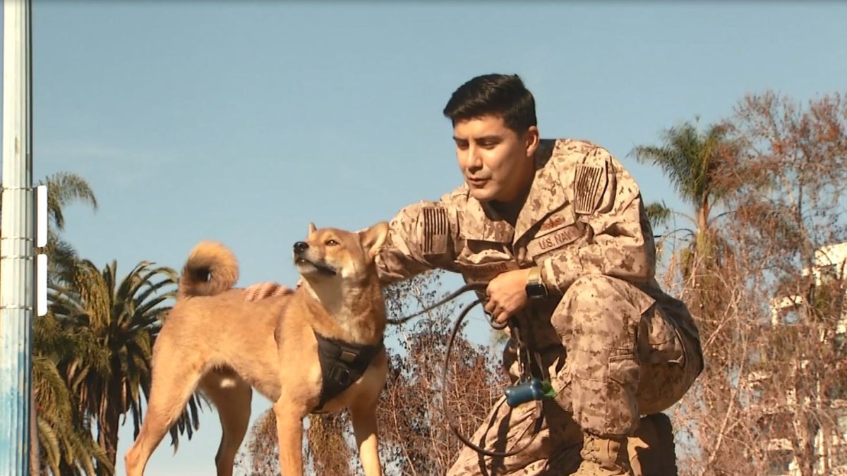 US Navy Petty Officer Reunites With Dog After Months-Long Deployment ...