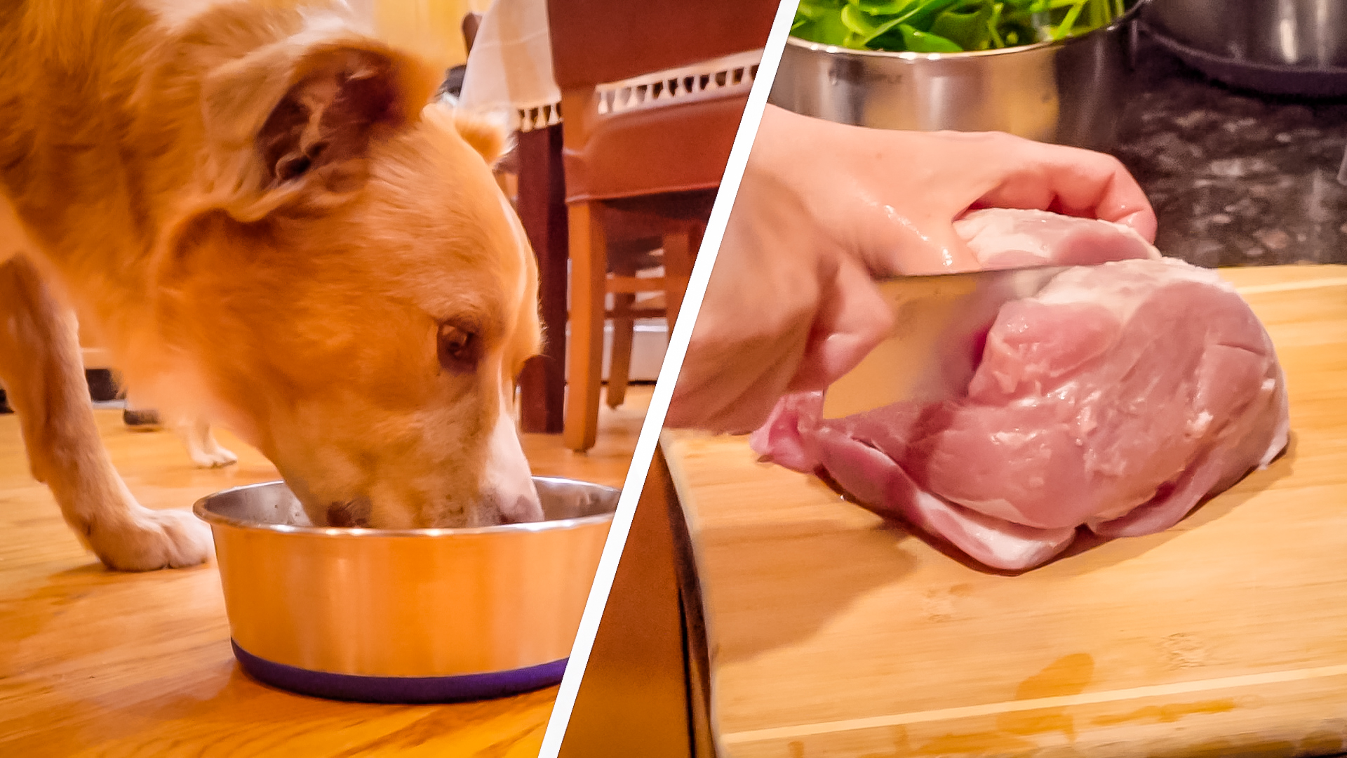 Filet for Fido: Pet Food's Growing Carbon Paw Print - Vimarsana News