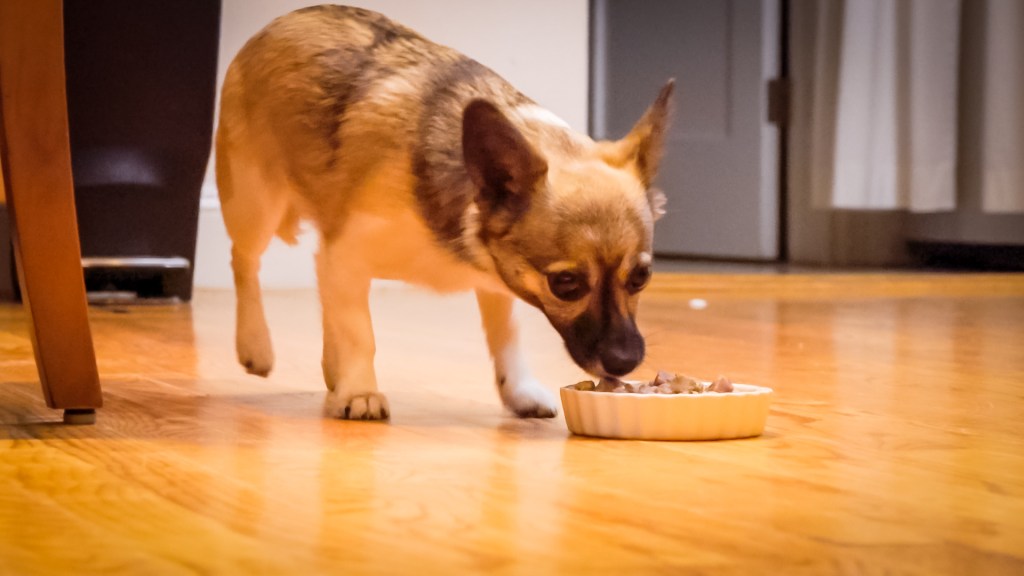 small dog sniffing a plate of food