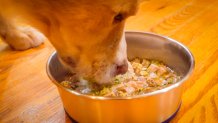 big dog eating from a bowl of fresh cooked food