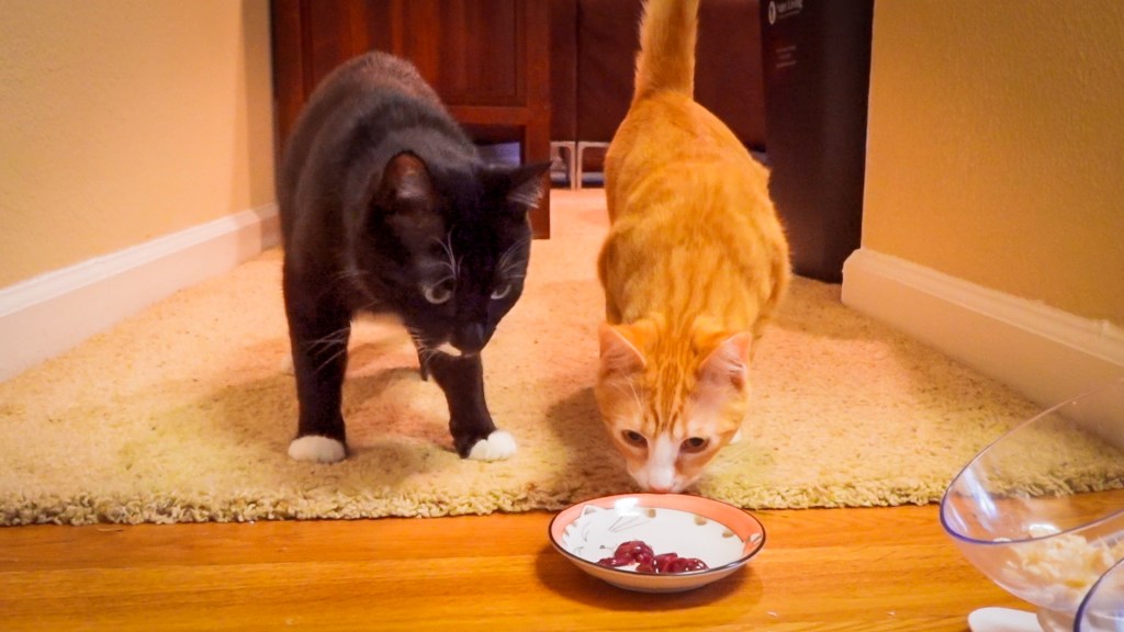 two cats examining a small dish of raw chicken liver