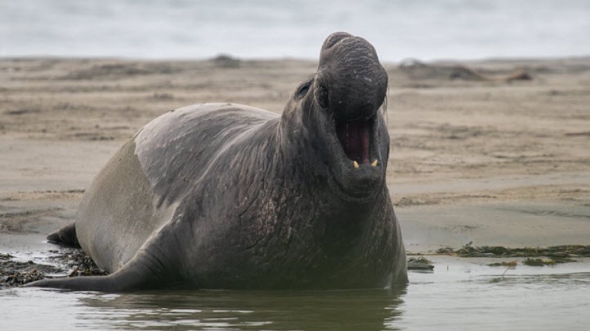 Elephant seals have taken over Drakes Beach at Point Reyes National Seashore. (Jan. 14, 2021)