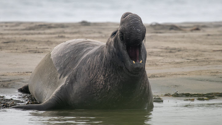 Seal elephant