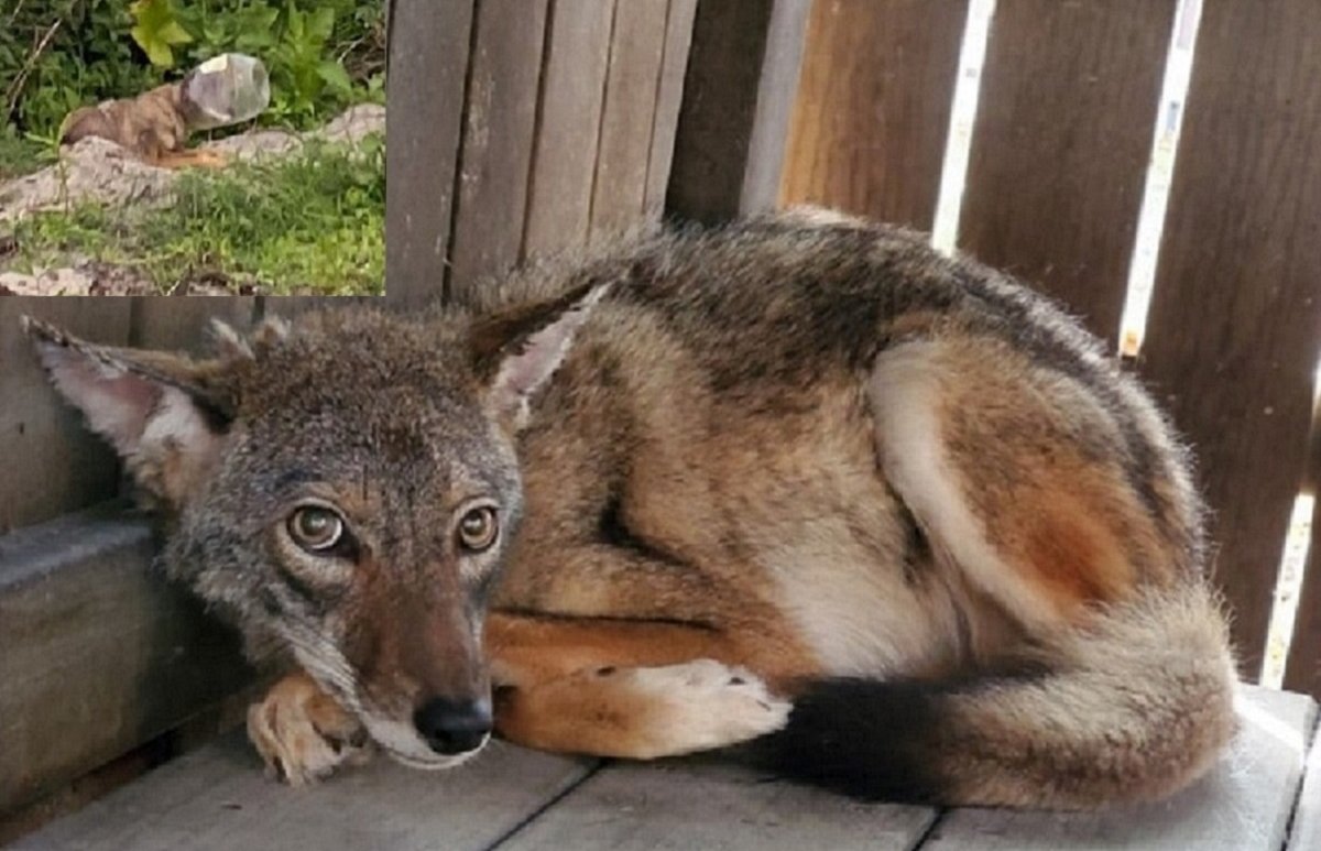 Wild Coyote With Head Trapped in Pretzel Jar Rescued by FL Wildlife