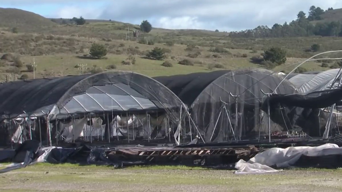 Half Moon Bay Cannabis Company Under Investigation for Farmworker Wage Allegations - Vimarsana News