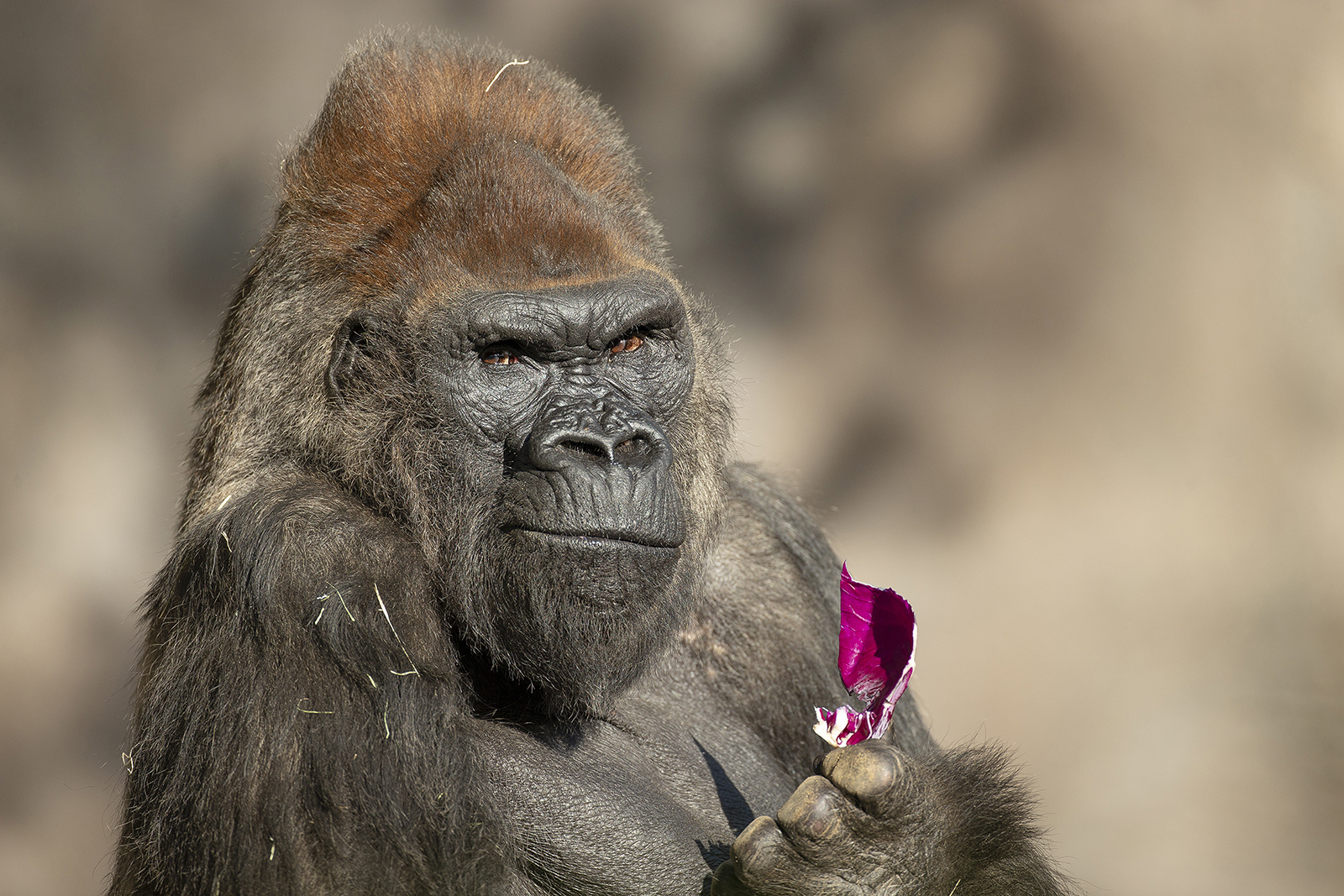 Google labels black couple as gorillas