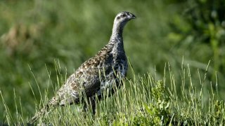 FILE - In this July 25, 2005, file photo, a sage grouse stands in a meadow at the Smith Creek Ranch, east of Fallon, Nev. The oil and gas industry on Thursday, May 12, 2016, challenged in federal court drilling restrictions imposed by the Obama administration to protect the sage grouse, that ranges across 11 Western states. The Western Energy Alliance and North Dakota Petroleum Council said they would ask a U.S. District judge in North Dakota to block sweeping land use plans for the region adopted in September by the Interior Department.