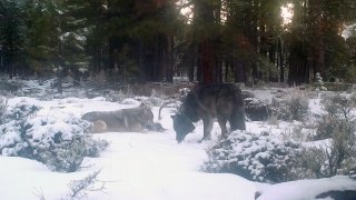 A male wolf collared by Oregon wildlife officials has been spotted in Northern California with another wolf on Dec. 26, 2020, likely a female with whom he is likely to start a new pack, California officials said. The wolf, dubbed OR-85, was spotted along with a companion by a game camera in Siskiyou County.