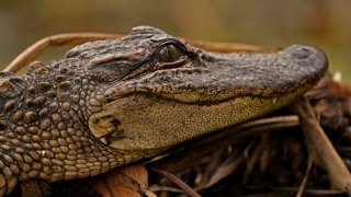 a small alligator sits on a log along a bank in the Maurepas Swamp in Ruddock, La.