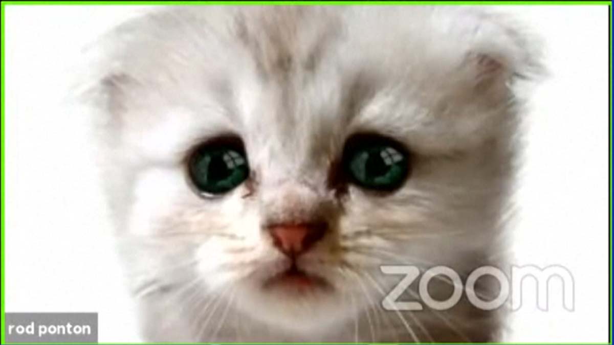 Can't Find That Cat Filter? You're Not Alone - Vimarsana News