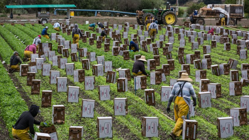 LOMPOC, CA – JUNE 13:  Despite the COVID-19 pandemic and California businesses shutdown, the state’s farmers continue to harvest, in this case, cilantro, as viewed along Santa Rosa Road in Santa Barbara County on June 13, 2020, near Lompoc, California. Because of its close proximity to Southern California and Los Angeles population centers, combined with a Mediterranean climate, the rural coastal regions of Santa Barbara County have become recognized as a premium agricultural center, grape growing region and major tourist destination. (Photo by George Rose/Getty Images)