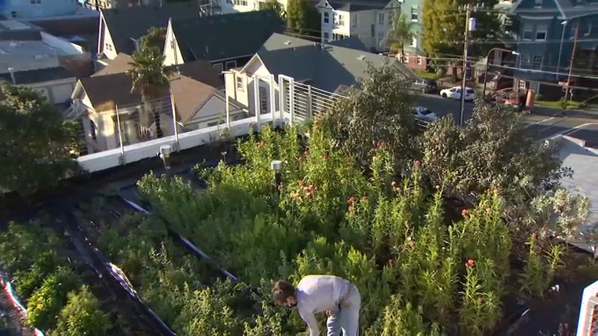 Inside Bluma Flower Farm in Berkeley, a Stunning Rooftop Garden