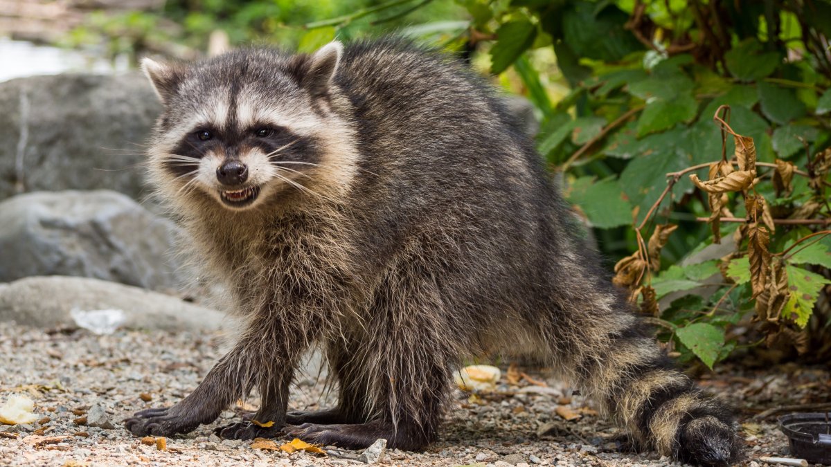Charges Filed Against Woman Who Brought Raccoon to Bar – NBC Bay Area - Vimarsana News