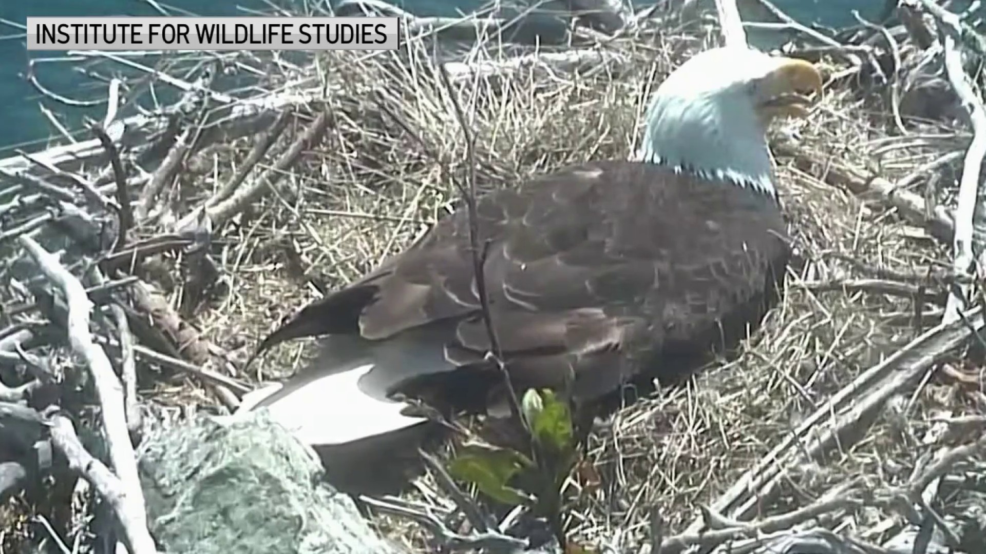 6 Great Places to See Bald Eagles in the San Francisco Bay Area