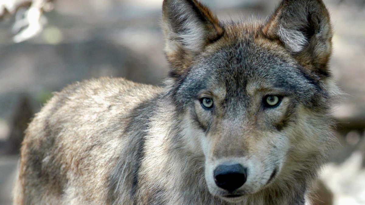 California Identifies New, Rare Gray Wolf Pack – NBC Bay Area