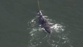 A dead whale is towed to Angel Island.