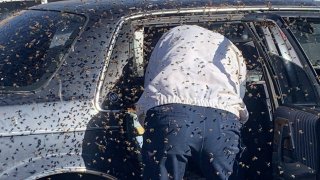 Las Cruces Fire Department firefighter Jesse Johnson clears an estimated 15,000 bees from a parked car in Las Cruces, New Mexico, on March 28, 2021.