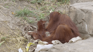 Endangered orangutan