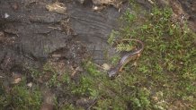 A salamander is discovered beneath a log in Bear Valley in west Marin County as part of a study into salamander populations in burned zones.